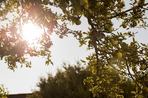 Garten von Blackbit